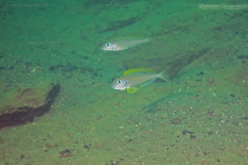Xenotilapia flavipinnis 'Kasanga'